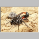 Ammophila sabulosa - Sandwespe 34d 16-20mm Paarung.jpg